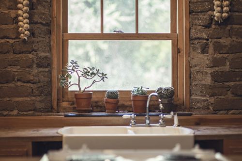 garlic cactus window