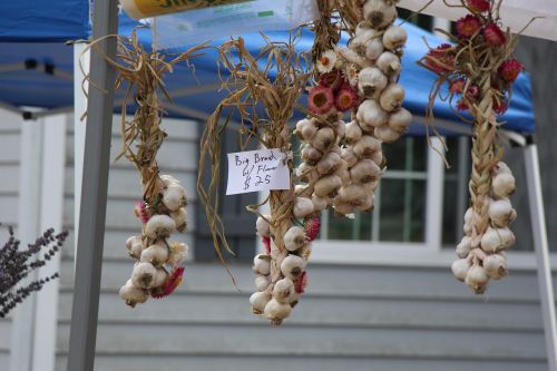 garlic festival food