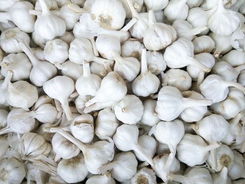 garlic free image spice