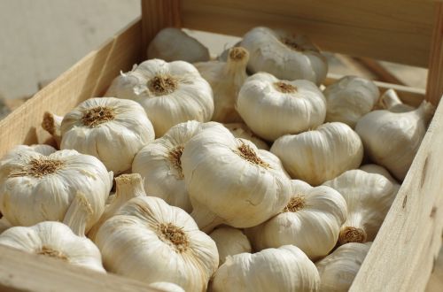 garlic garlic white food