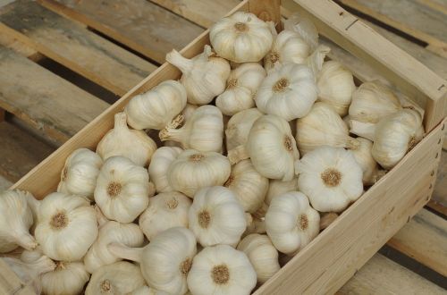 garlic garlic white wallpaper