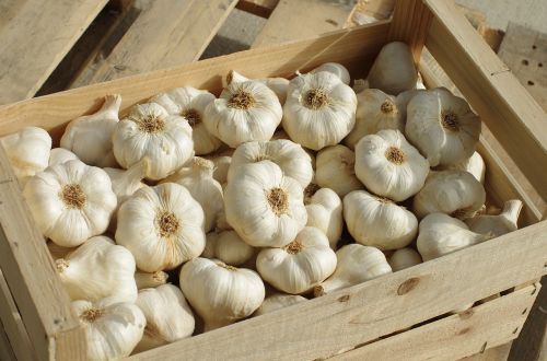 garlic garlic white vegetable