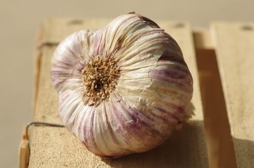garlic purple garlic food