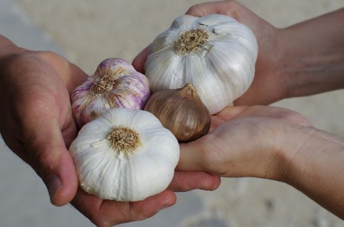 garlic garlic white purple garlic