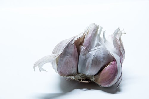 garlic  tuber  medicinal plant
