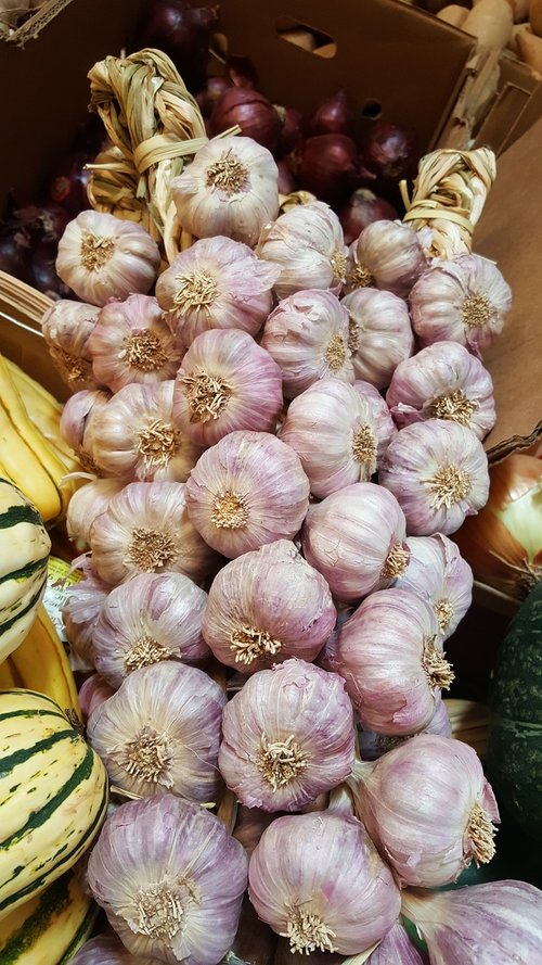 garlic  organic  market