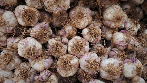 garlic  health  harvest