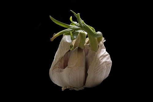 garlic  onion  food