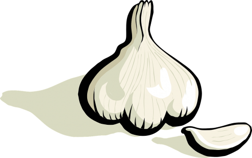garlic plant vegetable