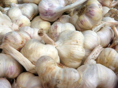 garlic aromatic spice