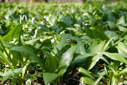 garlic  bear  the floodplain