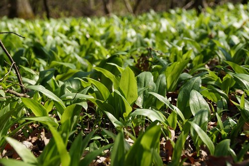 garlic  bear  the floodplain