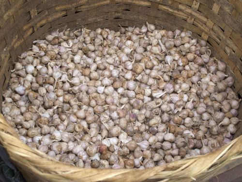 garlic basket market