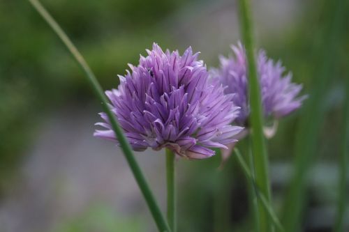 garlic plant nature