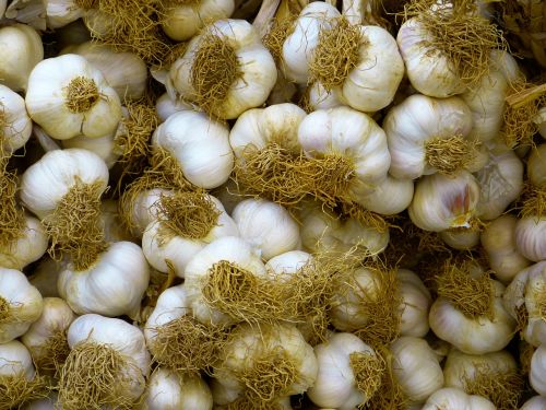 garlic white food