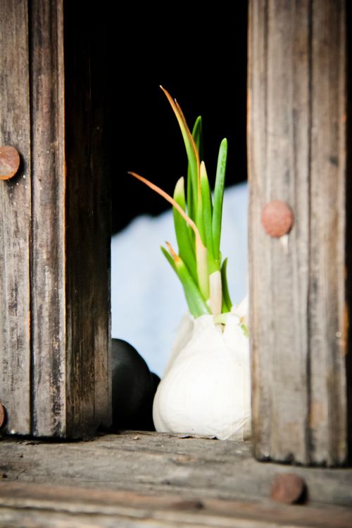 garlic green window