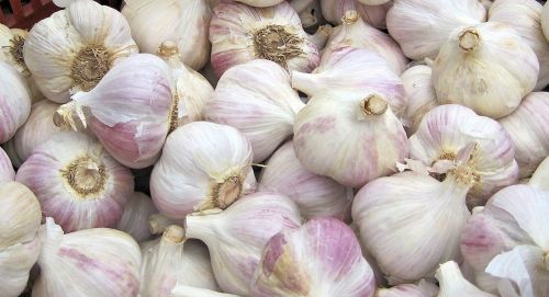 garlic vegetable festival