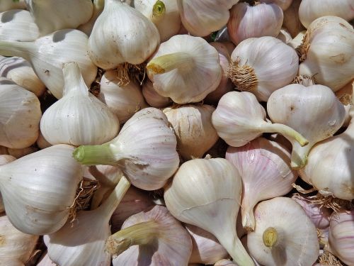 garlic vegetables food