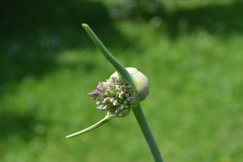 garlic blossom bloom