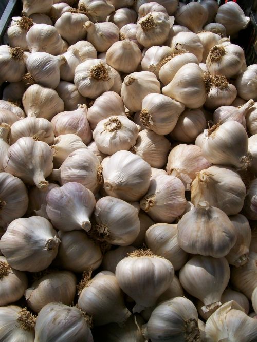 garlic basket farmer's market fresh