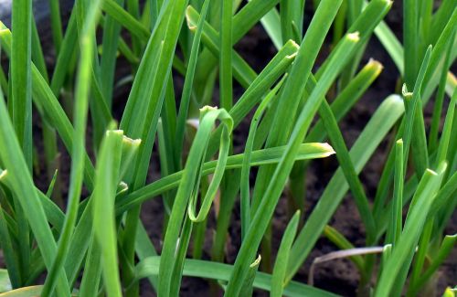 garlic grass allium canadense canada onion