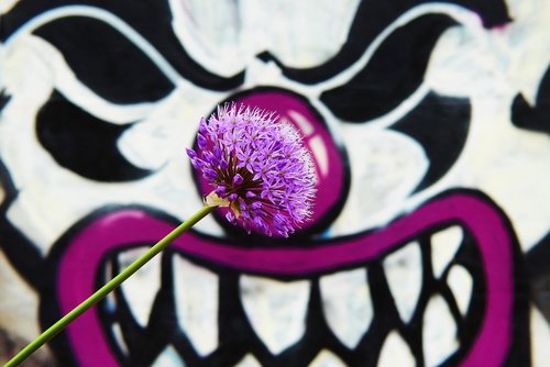 garlic purple  flower  wall