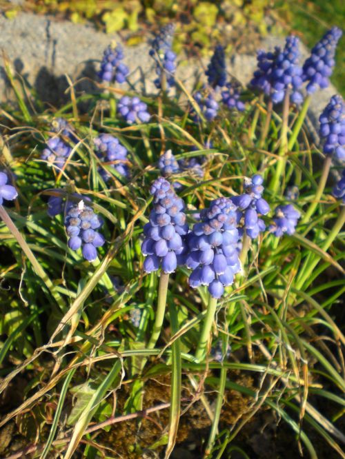 garteblume muscari blue