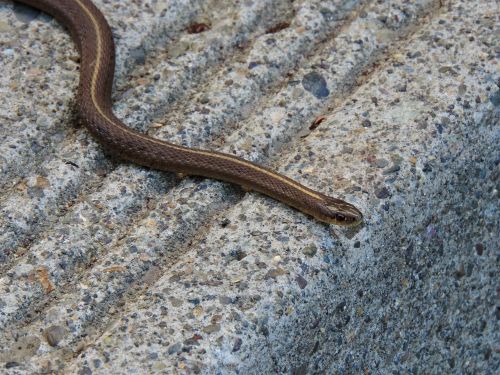 garter snake snake reptile