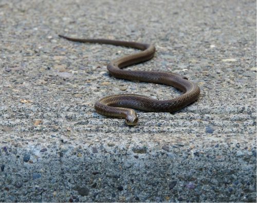garter snake snake reptile