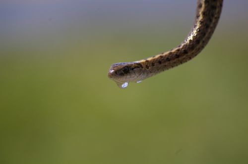 garter snake water drip