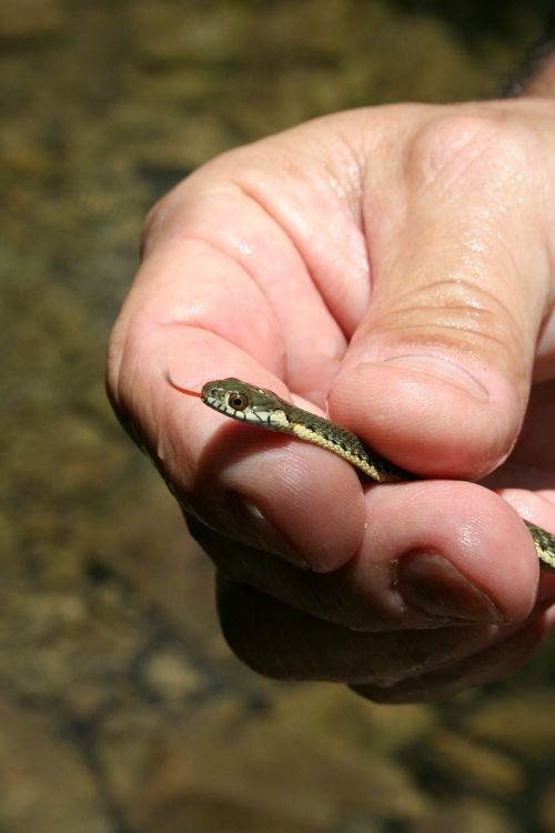garter snake snake holding