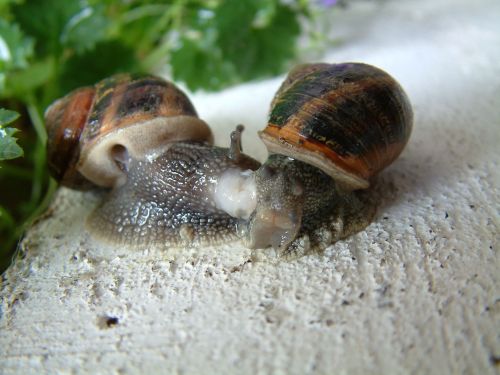 gastropod snail little grey