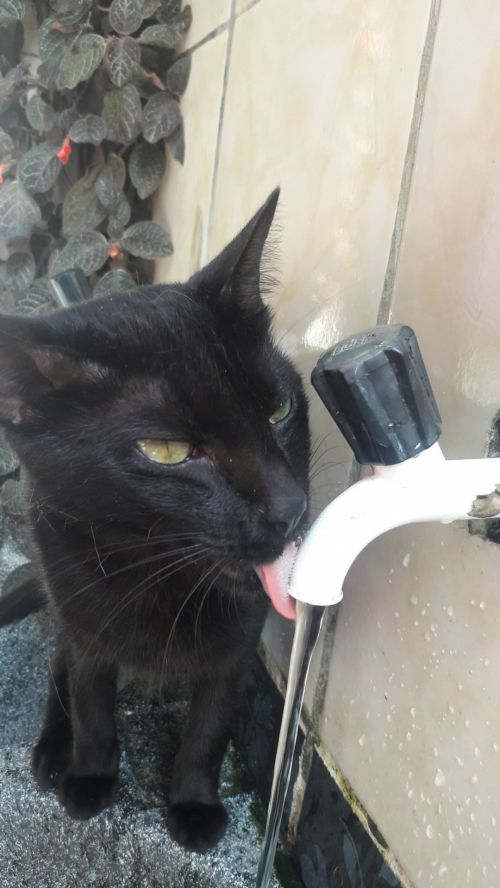 Cat Drinking Water