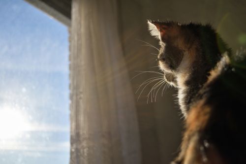 Cat In The Window