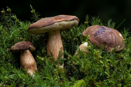 gathering boletus badius blue mushroom