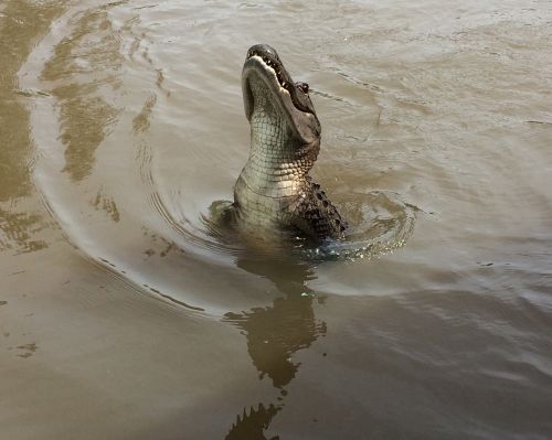 gator swamp alligator