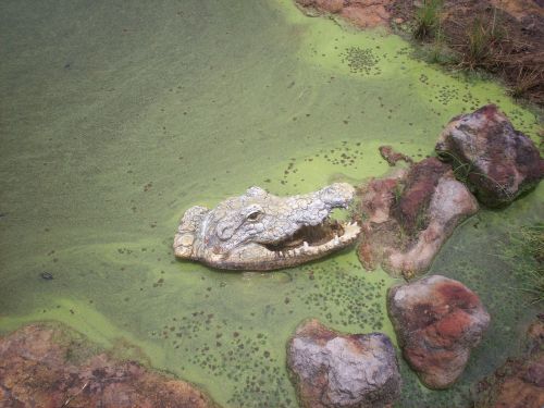 gator alligator swamp