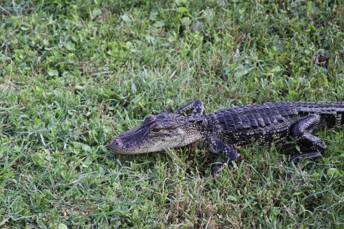 gator alligator wildlife