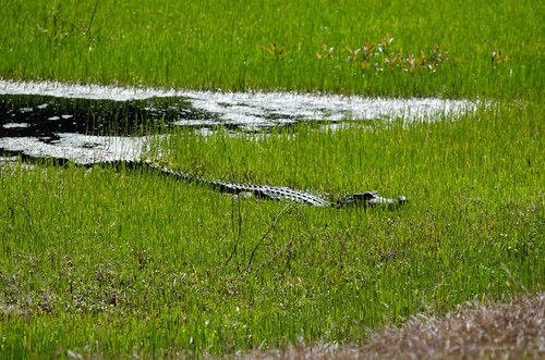 gator  swamp  alligator