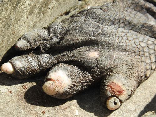 gator claw animal reptile