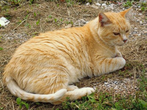 gatta red stray cat