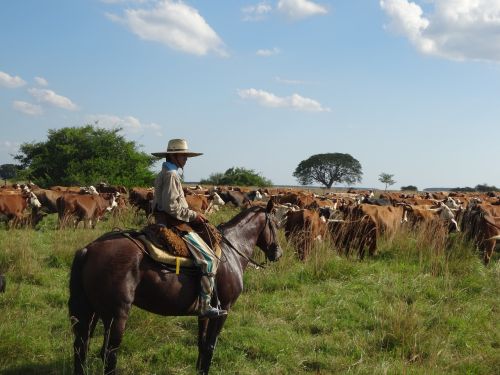 gaucho argentina cattle
