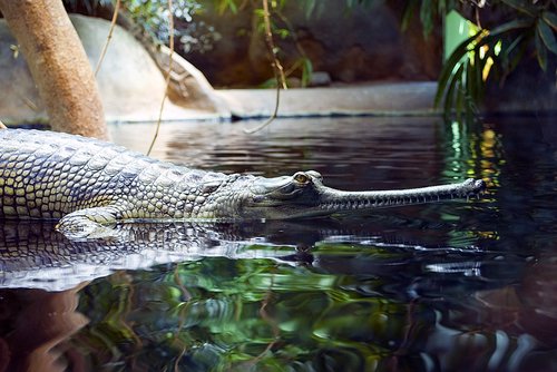 gaviál  crocodile  zoo