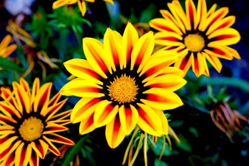 gazani hybrids flowers yellow