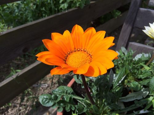 gazania orange blossom flower garden