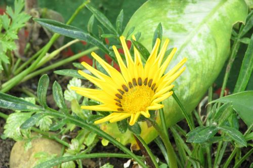 gazania colorful flowers garden