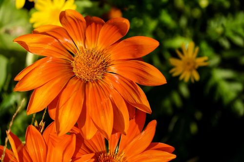 gazania flower flowers