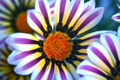 Gazania 18