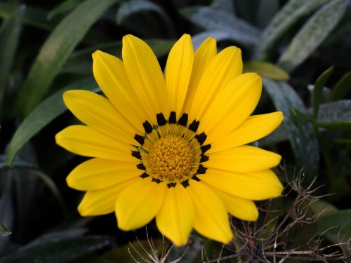 gazania daisy flower