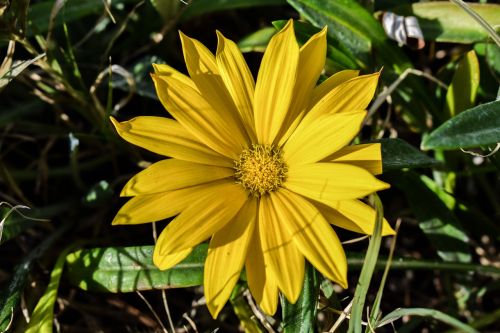 gazania yellow flower
